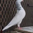 حمام باكستاني ..