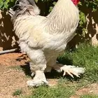 للبيع براهما ديكين و5 دجاج