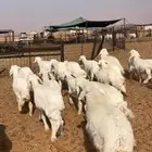 ذبايح حريات طيبه