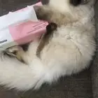 قطه انثنى للتبني