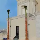 نخل واشنطن فاخر ابو مروحه