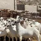 تيوس بلدي للبيع