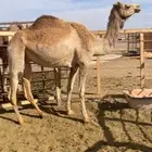 ناقه حره لقحه من سياف الزهراني