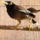 طير متكلم