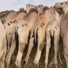 حشو قعدان مستورد عدد 200