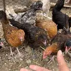 دجاج بشاير