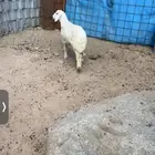 طلي