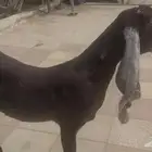 عنز حجازيه ثنيه جرم فاخره