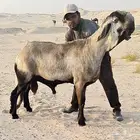 فحل سواكني من النوادر