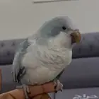 ببغاء مفقود