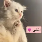 قطط كيتنز للبيع