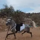 فرس شعبيه