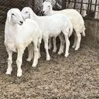 طليان حري