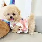 مالتيبو ذكر مميز وجميل maltipoo