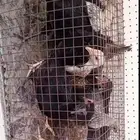 دجاج بلدي عدد 11 حبه