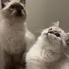 قطط شيرازيه للتبني