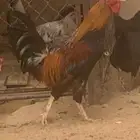 ديك عربي اصيل