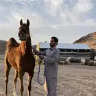 فرس واهو شيخه