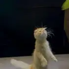 قطط للتبني
