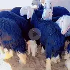 رخال نجد نوادر