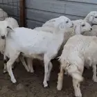 بهم حري وسواكن
