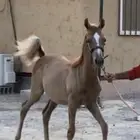 حصان مهر عربي