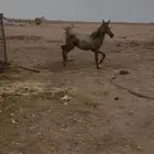 مهر شعبي