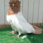 سوداني أمريكي