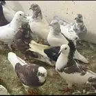 حمام زاجل