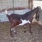 عنز للبيع حليب وافر