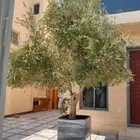 اشجار زيتون فاخره