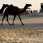 للبيع بكرتين مجاهيم الكفووو