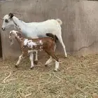 ماعز بيشيه