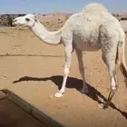 قعود مفرود طيب للبيع