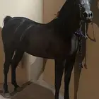 فرس واهو دهمه