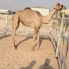 لقيه طيبه