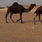 بعير مجهم