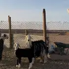 نجديه متبع