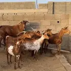 معزا دهم صنف فاخر ( تم البيع )