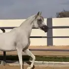 فرس واهو مكس فاخرة الطول 158 ولقاح 6 شهور