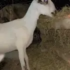 نعرض لكم عنز كحلا تابعها 3جفار