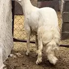 خروف مشروع فحل
