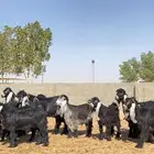 جفرات عوارض صنف