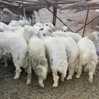 طليان جبره