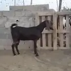عنز قبرصي