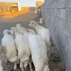 خرفان وسط وثلاجه