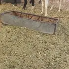 طلي للبيع طيب