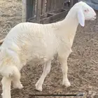 خروف حري للبيع