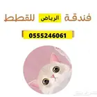 فندقة قطط وطيور 6061 24 0555 تقييمات 36 ايجابي