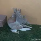 ذكر رقاص امريكي